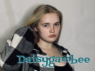 Daisygambee